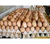 eggs egg incubator in dubai/CE approved poultry chicken hatchery machine/egg incubator hatchery