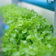 Organic Liquid Fertilizer