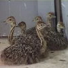 /product-detail/ostrich-chicks-fertilized-eggs-red-and-black-neck-ostrich-for-sale-62008599323.html