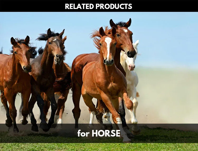 horse products.jpg