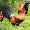 Veterinary medicine for poultry to improve health of chickens