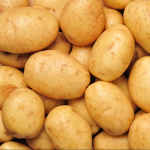new crop fresh holland potato