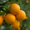 /product-detail/fresh-valencia-oranges-50045796020.html