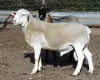 Pure Breed Rambouillet, Cheviot, Karakul, Deccani and Dorper Sheep for Sale