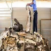 /product-detail/quality-wet-salted-deer-skins-wet-salted-donkey-hides-wet-salted-horse-hides-50044291843.html