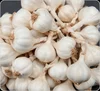 /product-detail/vietnam-origin-fresh-garlic-50035043452.html