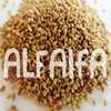 /product-detail/hot-sale-animal-feed-grass-forage-seeds-alfalfa-grass-seed-62000458534.html