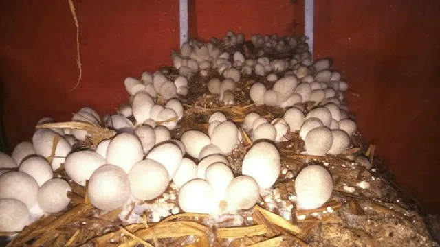 straw mushroom2