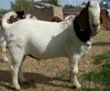 Live Boer Goats For Sale / Full Blood Boer Goats/ Healthy
