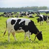 High Quality Cows For Sale/ Pregnant Holstein Heifers/