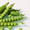 Snap Peas / green peas fresh best price