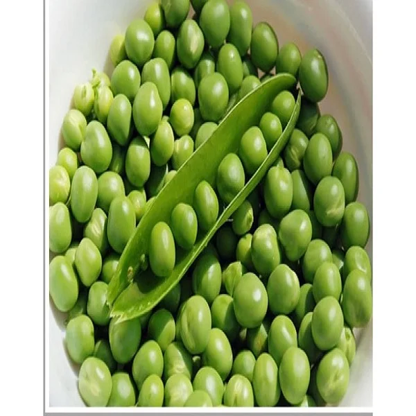 green mung bean moong dal sprout mung beans