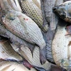 /product-detail/sea-food-w-r-tilapia-black-tilapia-fish-atlantic-salmon-62000868952.html