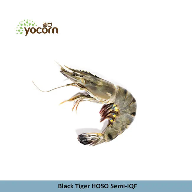 yocorn export quality hoso semi iqf frozen black tiger shrimp