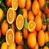 Citrus Fruit, Fresh Honey Oranges