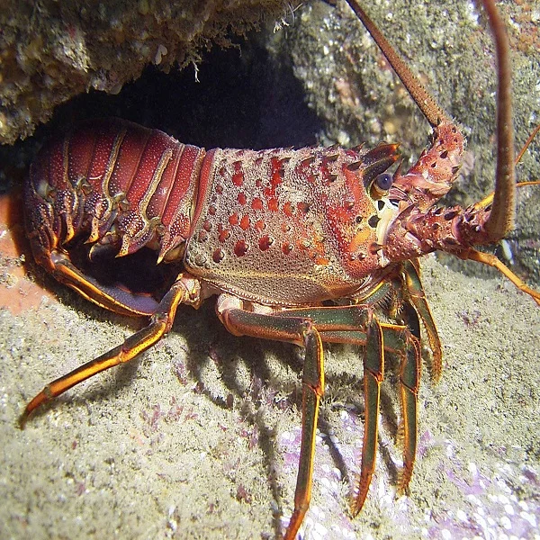 frozen lobster tails for sale