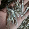 Dried Salted Anchovy - Dry Anchovy