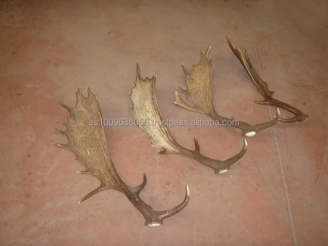 fallow deer antlers (dama dama)