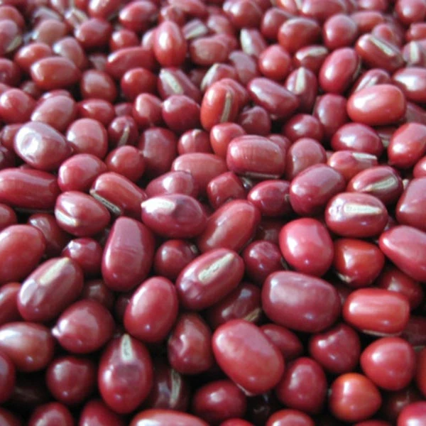 Red Kidney Beans Organic and Wholesale!