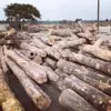 construction wood Pine, Spruce and Red Meranti Sawn Timber logs