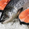 /product-detail/freshly-frozen-atlantic-salmon-fish-tilapia-fish-and-tuna-fish-62000962897.html