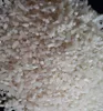 /product-detail/vietnam-white-rice-100-broken-50036871234.html