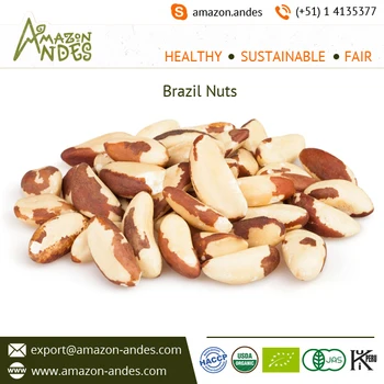 organic brazil pine nuts from genuine exporter