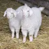 Goat breeds originating from South Africa Angora goat Bulk Heads available for immediate delivery worldwide Livestock