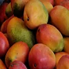 /product-detail/fresh-mangos-premium-fresh-mango-nam-dok-mai-variety--50044343046.html