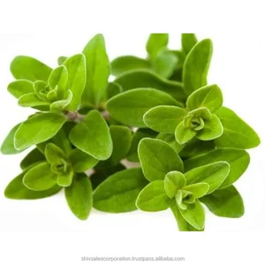 marjoram oil