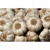 /product-detail/wholesale-fresh-garlic-fresh-white-garlic-fresh-garlic-price-50039261220.html