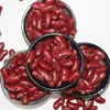 scientific name of beans white kidney beans / red and white kidney beans