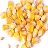 Good Quality Bulk Sale in Dried Yellow Corn / Maize For Animal Feed and Human Consumption Export in India