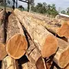 Red Oak Saw Log/ White Ash Saw Logs