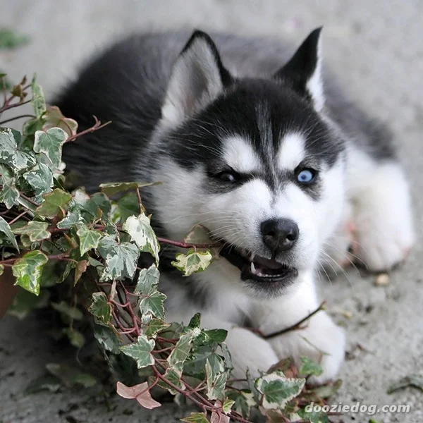 husky puppy