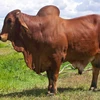 Fattening Beef Bulls/Hereford /Charolais /Limousin /Belgian Blue /Aberdeen Angus for sale