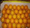 Egyptian fresh orange LEVEL NO 1