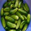 Japan Whole salted gherkins / soft, salted / new crop / in drum, wooden / high quality