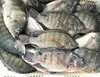 /product-detail/frozen-basa-fish-from-vietnam-at-best-price-62000945658.html