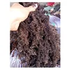 Dried Eucheuma Cottonii Seaweed High Quality/ Ms Daisy Tran/ Whatsapp +84 917343549