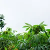 /product-detail/frozen-cassava-leaves-50036977410.html