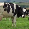 Strong Pregnant Dairy Cattle For Sale / Holstein Heifer Cows For Sale