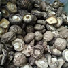mushroom truffle wild morchella conica boletus edulis shiitake