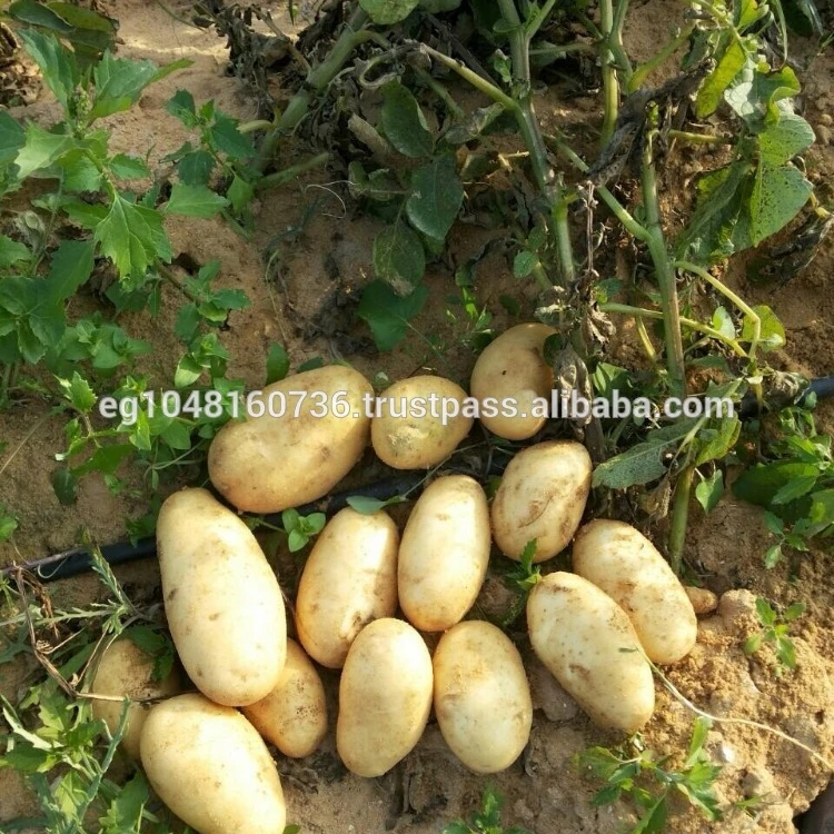 Fresh Egyptian Potatoes(Spunta, Lady Roseta, Diamond)