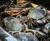Wholesale Highest Quality Seafood Mud Crab Price, Live Mud Crab For Sale