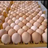 /product-detail/fresh-table-eggs-brown-and-white-shell-chicken-eggs--50035063983.html
