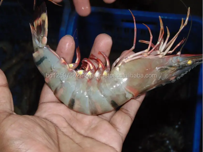 100% Fresh and organic bangladeshi black tiger shrimp