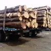 Ukrain A Fire Wood Logs