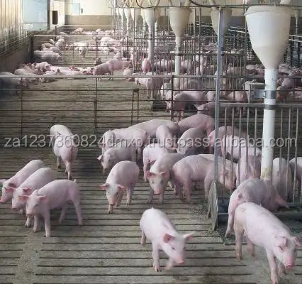 South Africa Top Sale Live pigs and piglets ,Swine for meat /Weaned Piglets /Large White Piglet