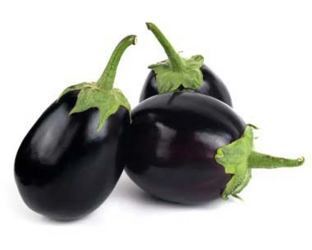 fresh aubergine , fresh eggplant , fresh brinjal